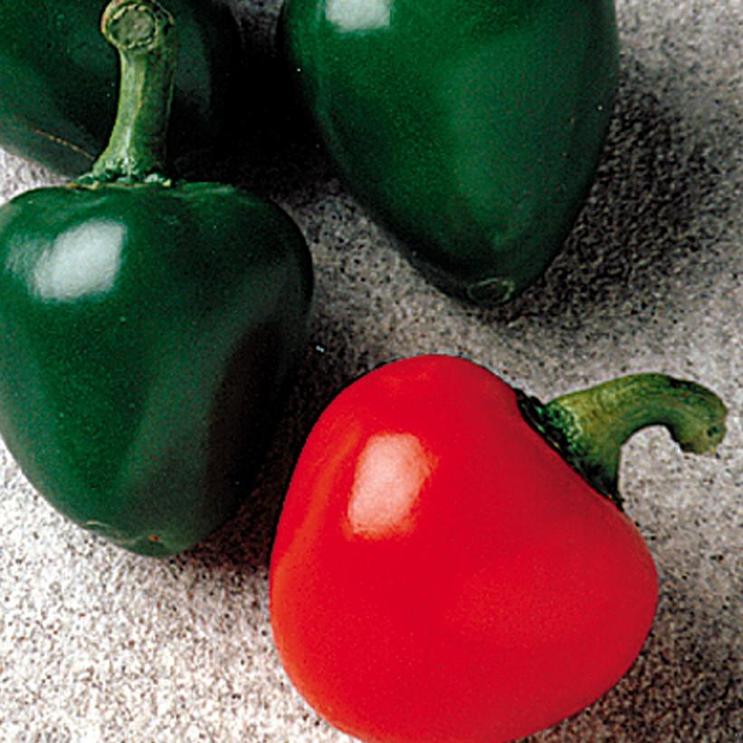 Pepper 'Cherry Bomb' Cherry Bomb Hot Pepper from Prides Corner Farms