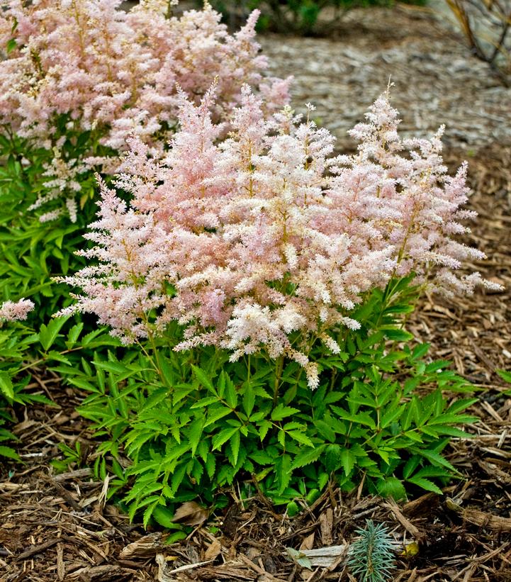 Pink Ribbon Plants Prides Corner Farms