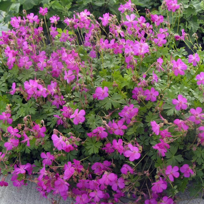 Geranium × cantabrigiense Crystal Rose Crystal Rose Geranium from