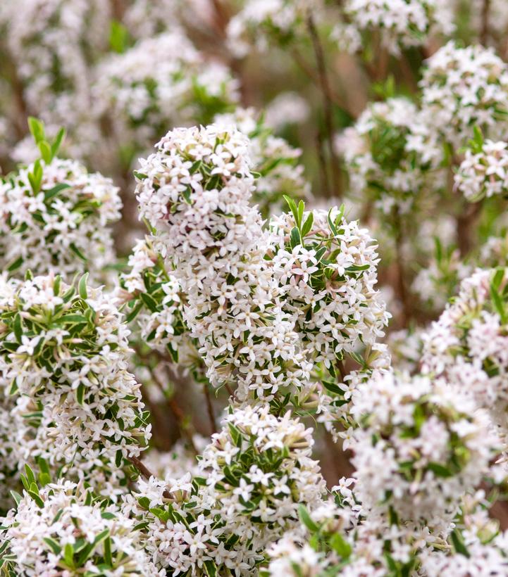 Daphne X burkwoodii Carol Mackie Carol Mackie Daphne from Prides Corner