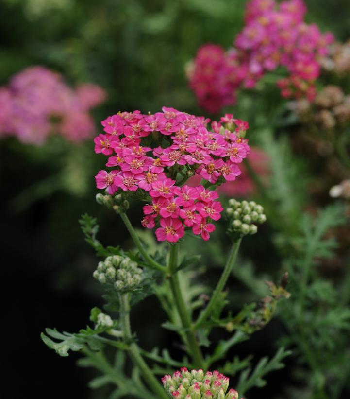 Achillea millefolium 'New Vintage Rose' New Vintage Rose Yarrow from