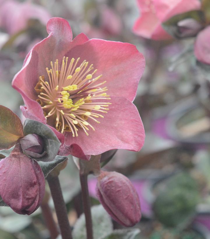 Helleborus Frostkiss® Pennys Pink Pennys Pink Lenten Rose from Prides