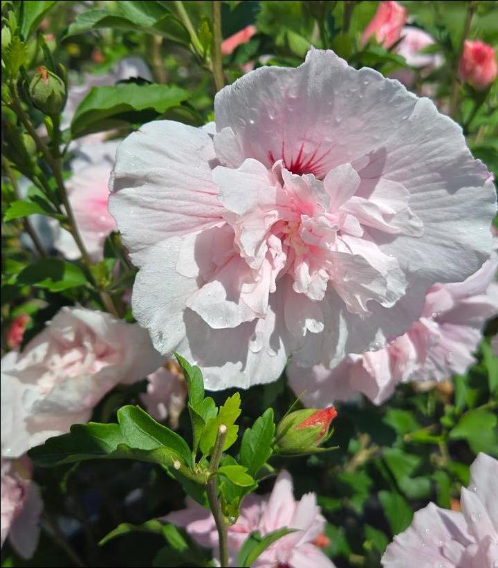 Hibiscus syriacus Pink Chiffon® Pink Chiffon® Rose of Sharon from