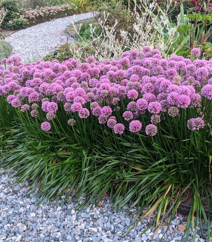 Allium ''Millenium'' Millenium Flowering Onion from Prides Corner Farms
