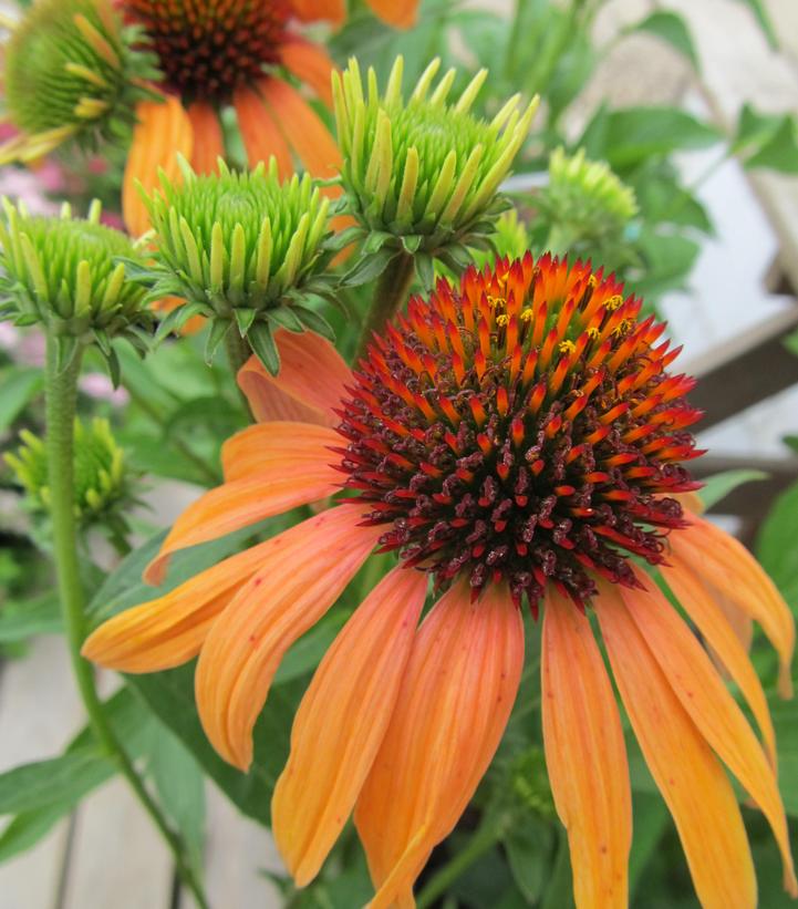 Echinacea 'Orange Passion' Orange Passion Coneflower from Prides Corner