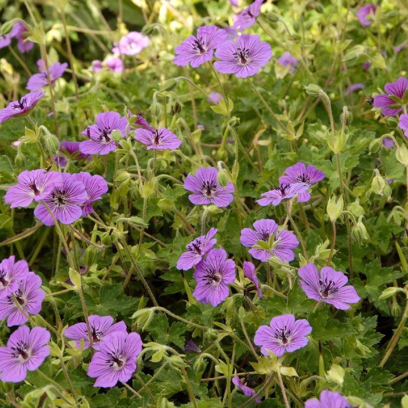 Geranium 'Pink Penny' Pink Penny Cranesbill from Prides Corner Farms