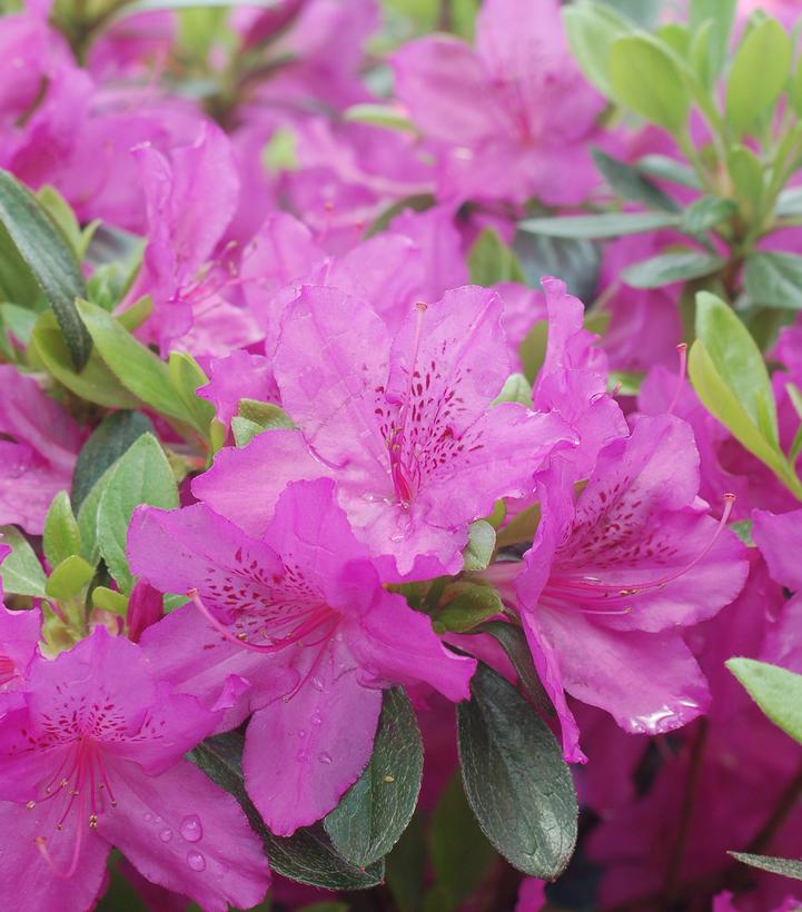 Azalea Karen Karen Azalea from Prides Corner Farms