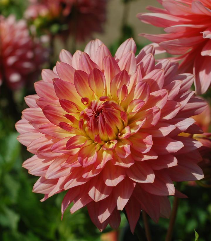 Dahlia 'Extase' Extase Dahlia from Prides Corner Farms