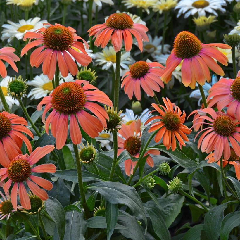 Echinacea 'Butterfly™ Julia' Julia Coneflower from Prides Corner Farms
