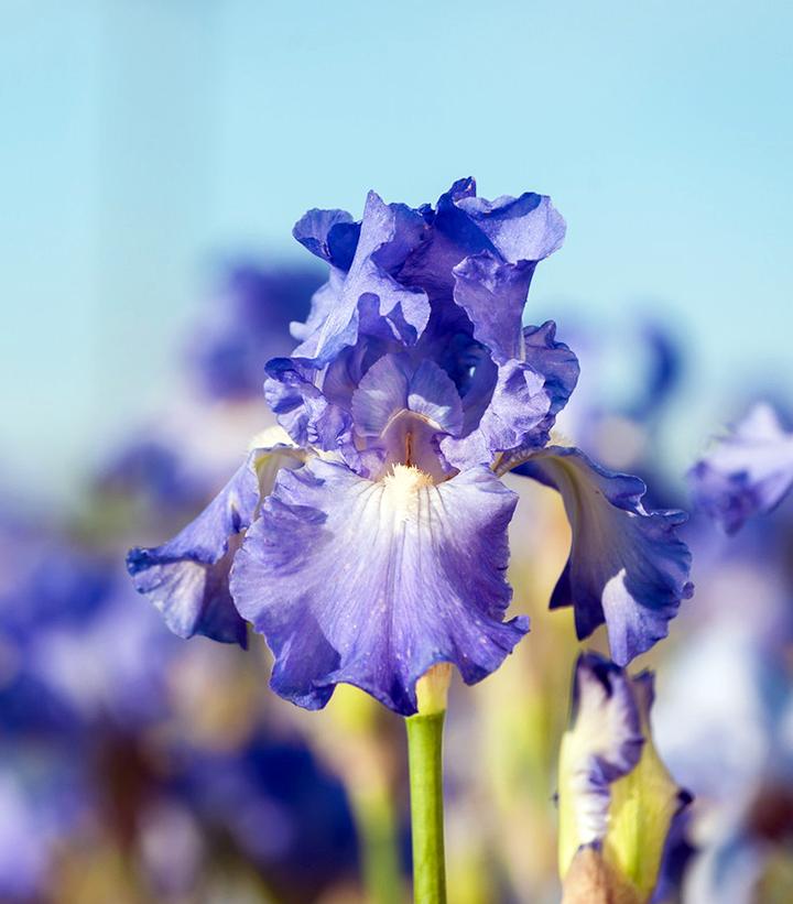 Iris germanica Victoria Falls Victoria Falls Bearded Iris from Prides