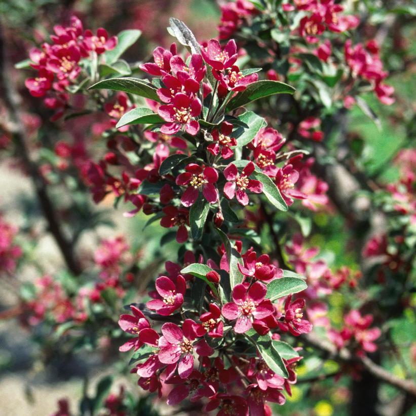 Malus Purple Prince Purple Prince Flowering Crabapple from Prides
