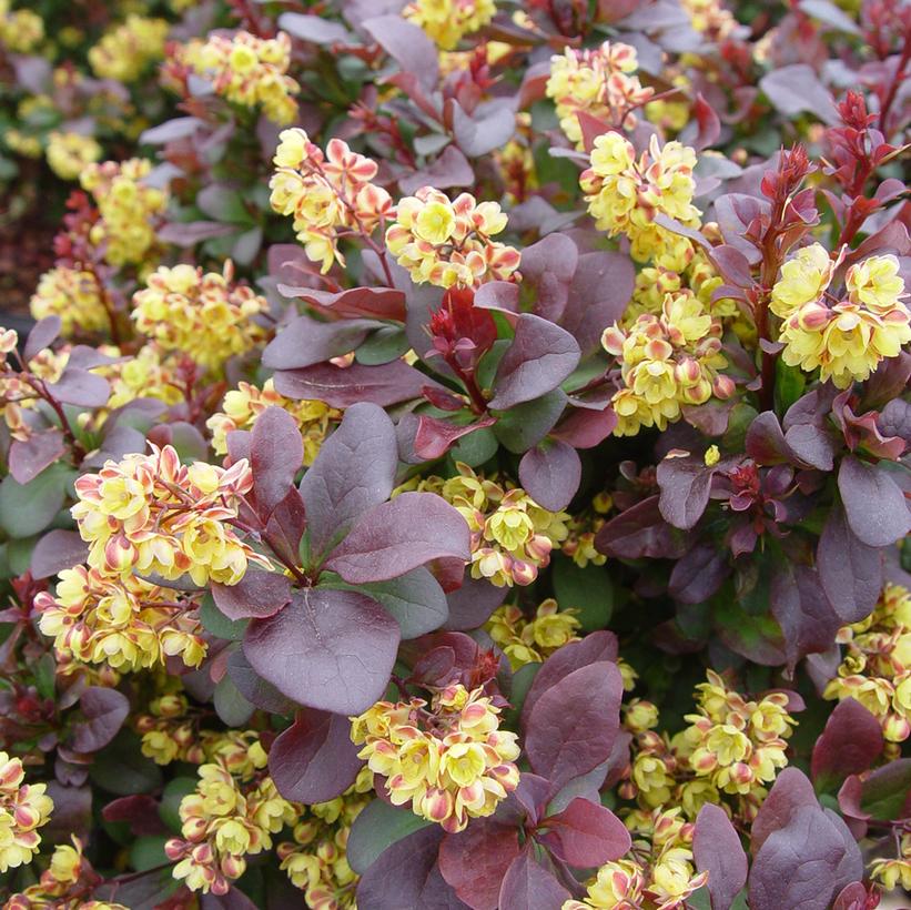 Berberis thunbergii 'Concorde' Concorde Barberry from Prides Corner Farms