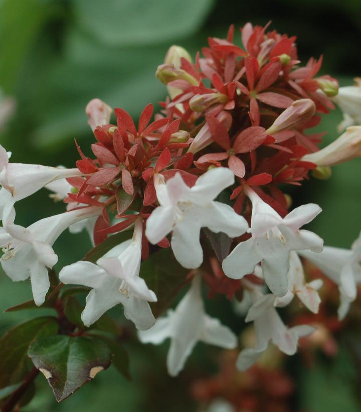 Abelia x grandiflora ''Little Richard'' Little Richard Glossy Abelia