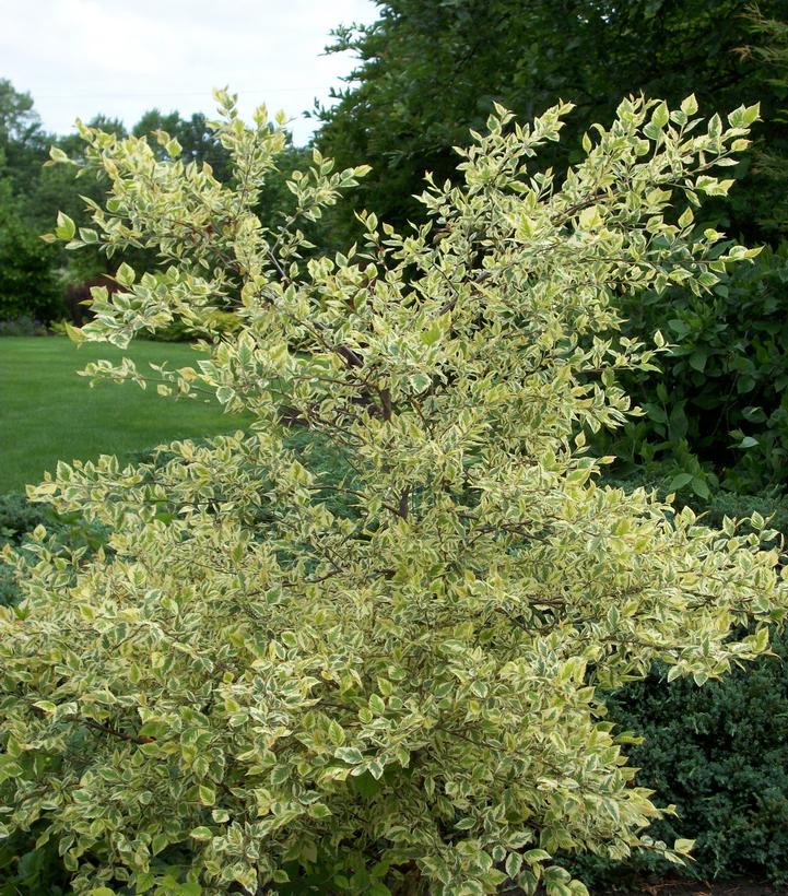 Betula nigra Shiloh Splash Shiloh Splash Variegated River Birch from
