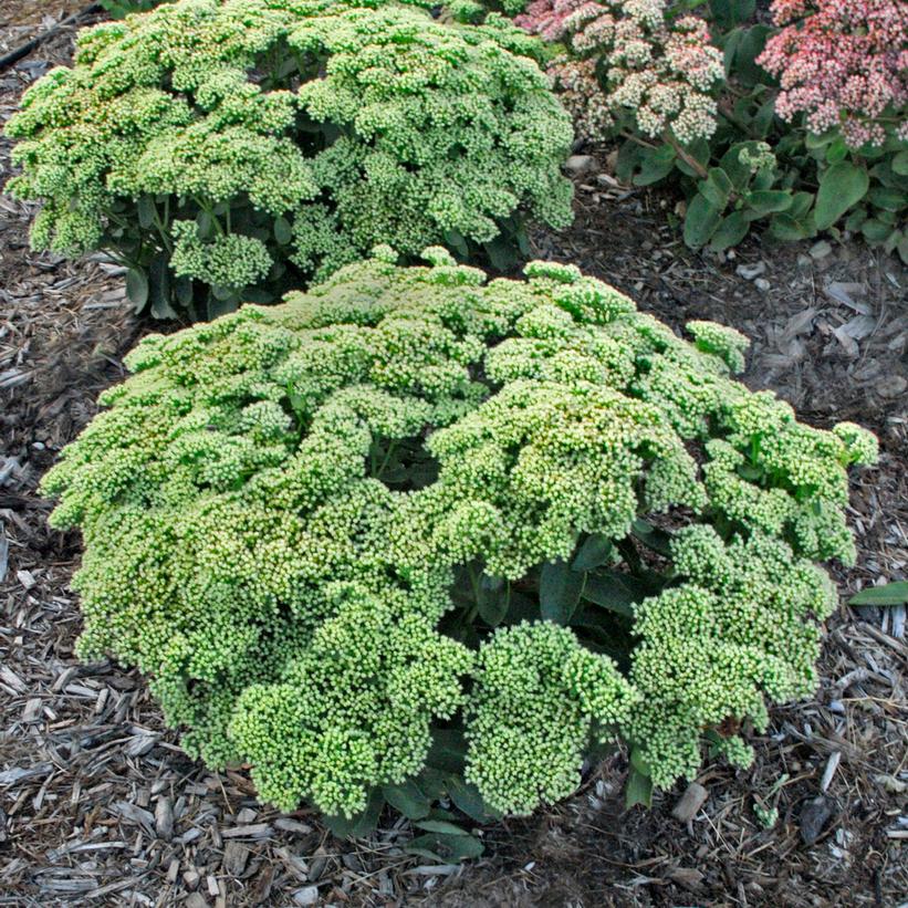Sedum hybrid Rock 'N Grow® Lemonjade Rock 'N Grow® Lemonjade Autumn