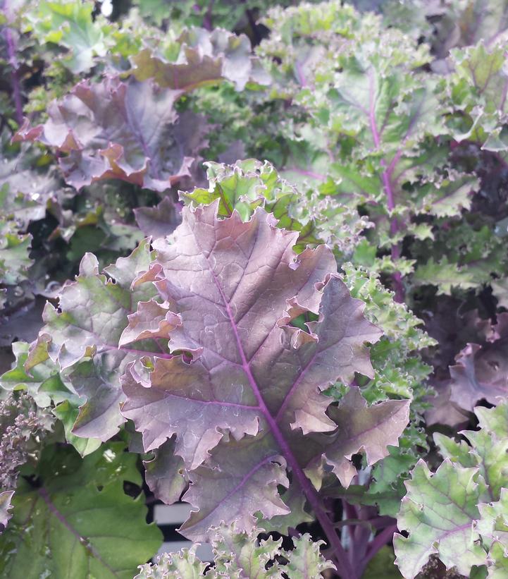 Kale Redbor Redbor Purple Kale from Prides Corner Farms