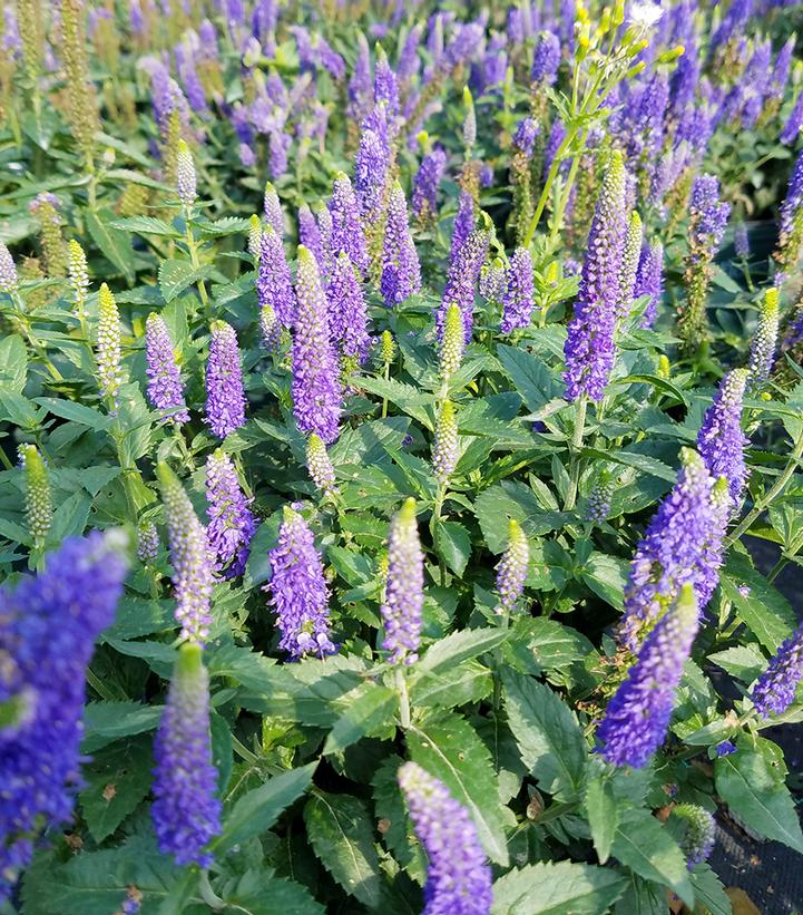 Veronica longifolia First Glory First Glory Speedwell from Prides