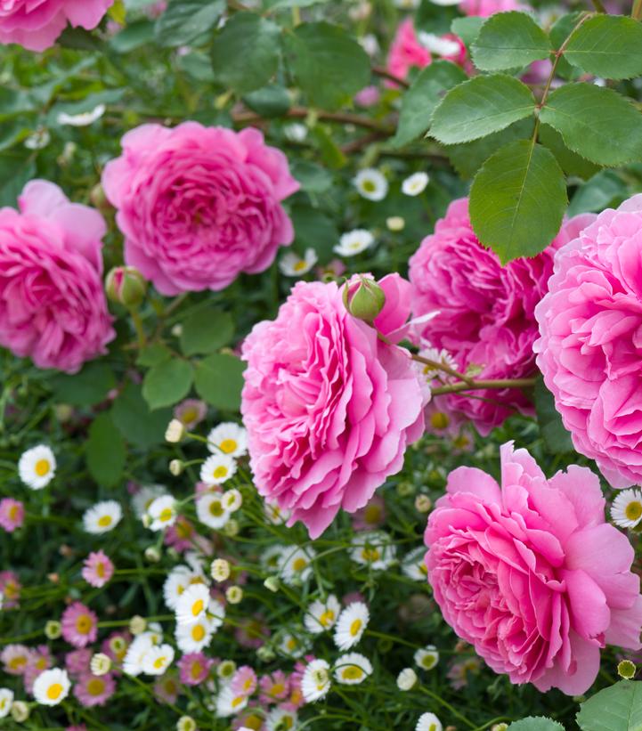 Rosa Princess Alexandra of Kent Princess Alexandra of Kent English Rose