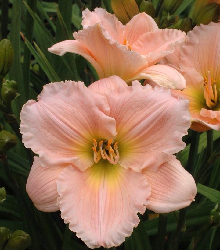 Hemerocallis 'Barbara Mitchell' Barbara Mitchell Daylily from Prides