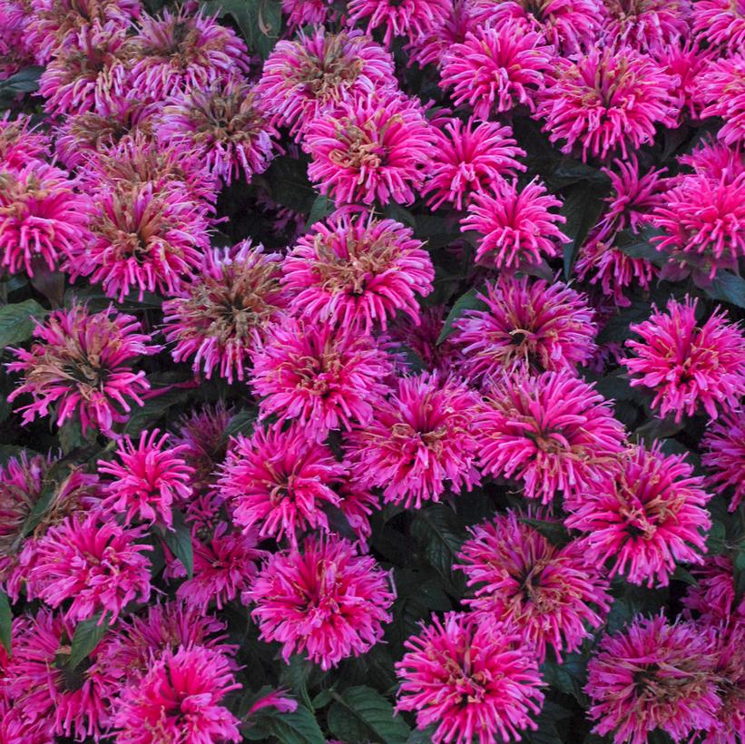 Monarda Sugar Buzz™ Bubblegum Blast Bubblegum Blast Bee Balm from
