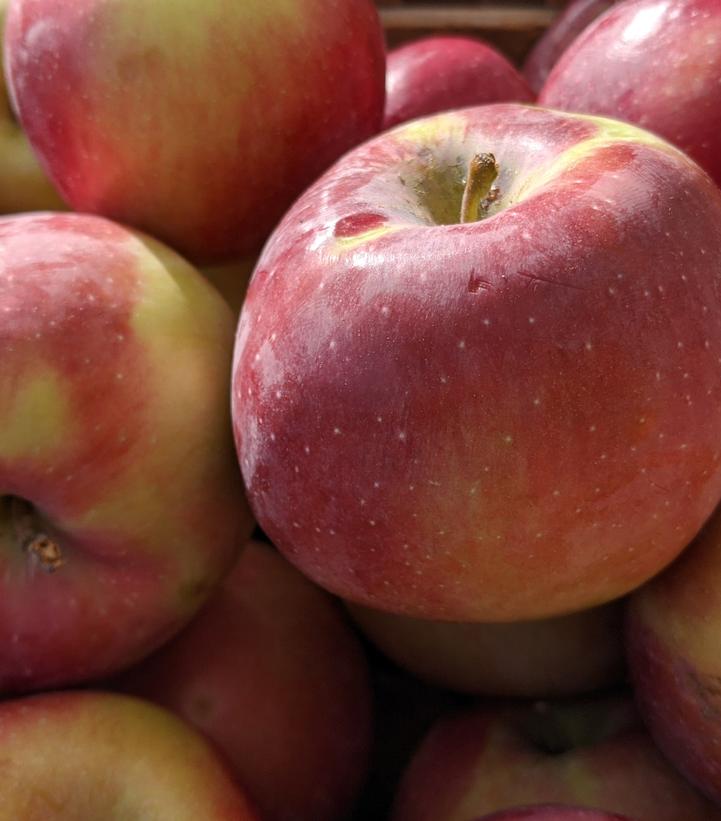 Malus Empire Empire Apple from Prides Corner Farms