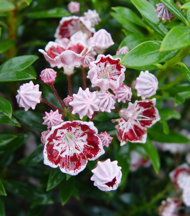 Kalmia Minuet Mountain Laurel from Prides Corner Farms