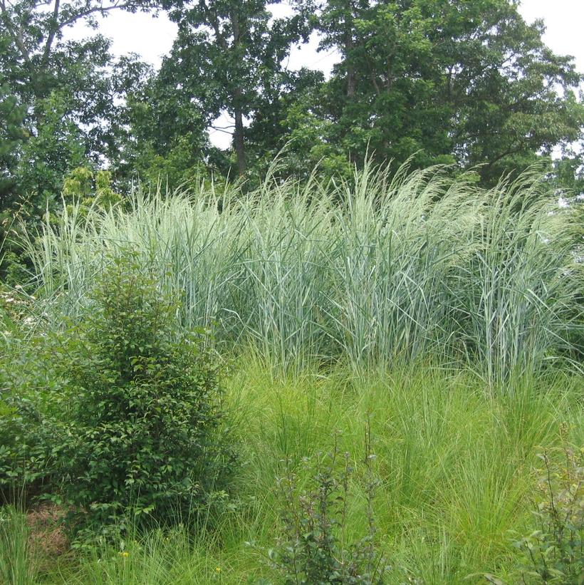 Panicum amarum Dewey Blue Dewey Blue Switch Grass from Prides Corner Farms