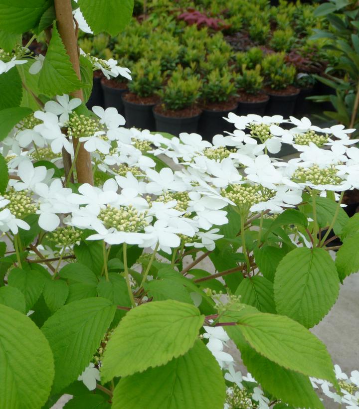 Viburnum plicatum 'Kilimanjaro' Kilimanjaro Viburnum from Prides Corner Farms