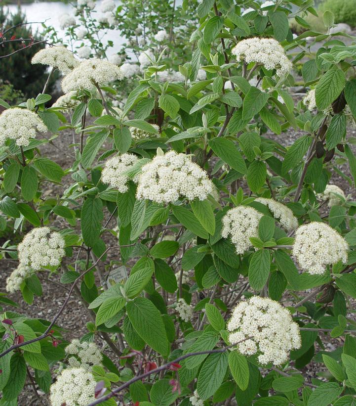 Viburnum Pragense Prague Viburnum from Prides Corner Farms