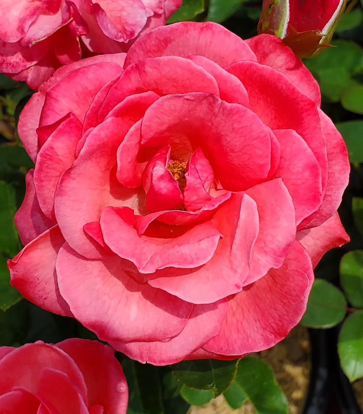Rosa Easy Elegance® Grandma's Blessing Grandma's Blessing Rose from