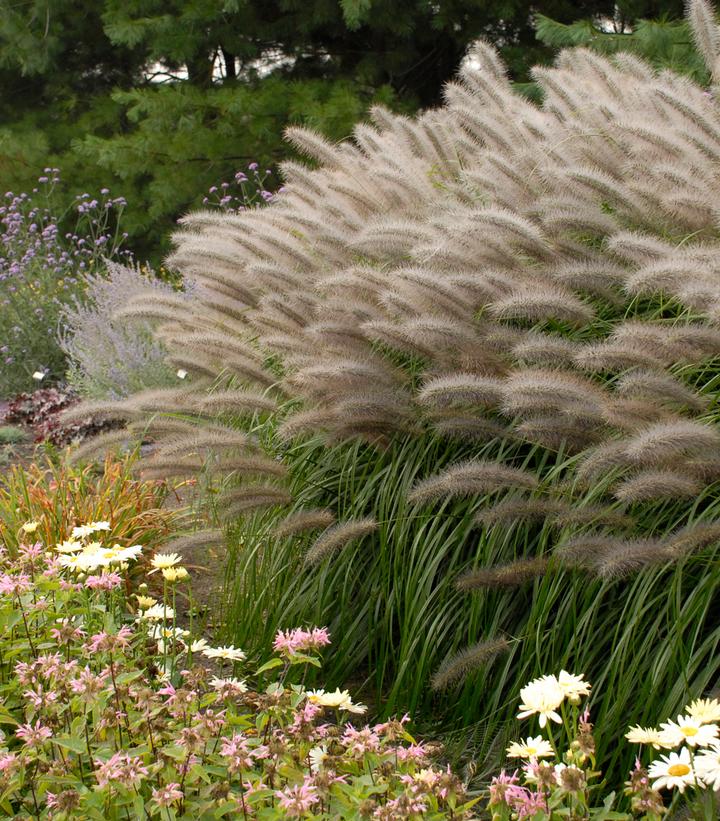 Pennisetum alopecuroides Red Head Red Head Fountain Grass from Prides