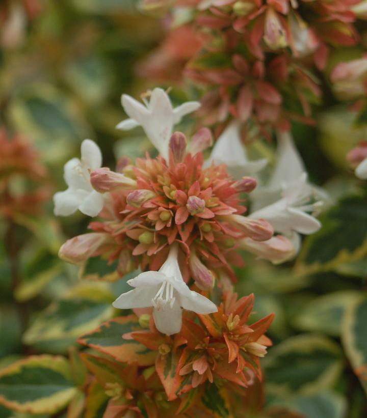 Abelia x grandiflora 'Kaleidoscope' Kaleidoscope Glossy Abelia from
