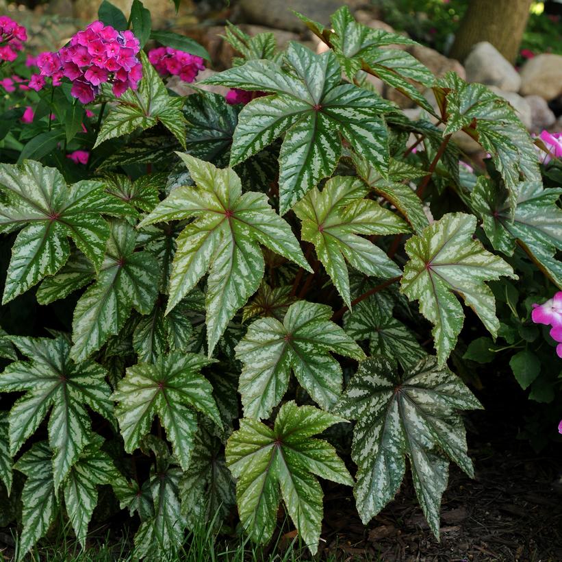 Begonia 'Gryphon' Gryphon Begonia from Prides Corner Farms