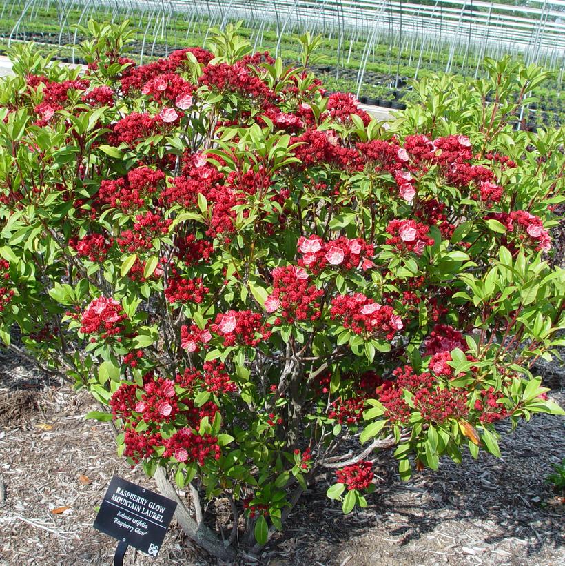 Kalmia lat. Raspberry Glow Raspberry Glow Mountain Laurel from Prides