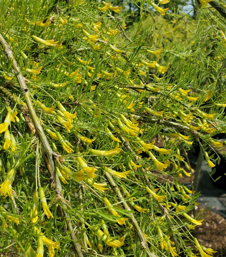 Caragana arborescens 'Walker' Walker Weeping Pea Tree from Prides