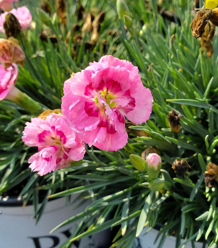 Dianthus hybrid 'Fruit Punch® Sweetie Pie' Sweetie Pie Pinks from