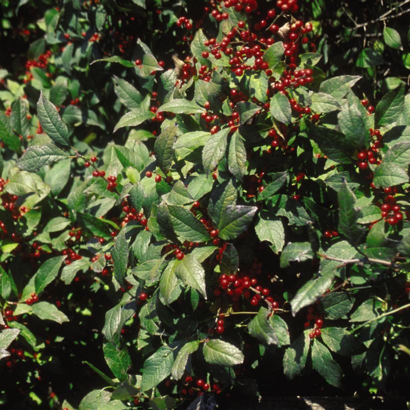 Ilex verticillata 'Sparkleberry' Sparkleberry Winterberry from Prides