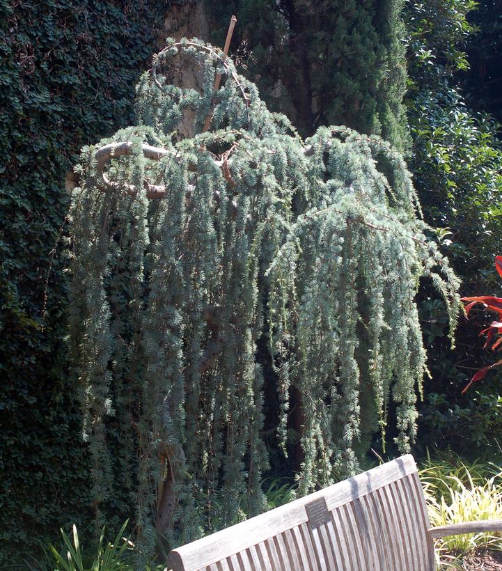 Cedrus atlantica Glauca Pendula Weeping Blue Alaskan Cedar from Prides