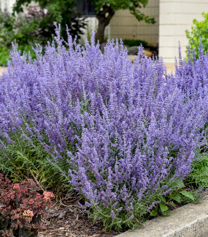 Perovskia atriplicifolia Denim 'n Lace Denim 'n Lace Russian Sage from
