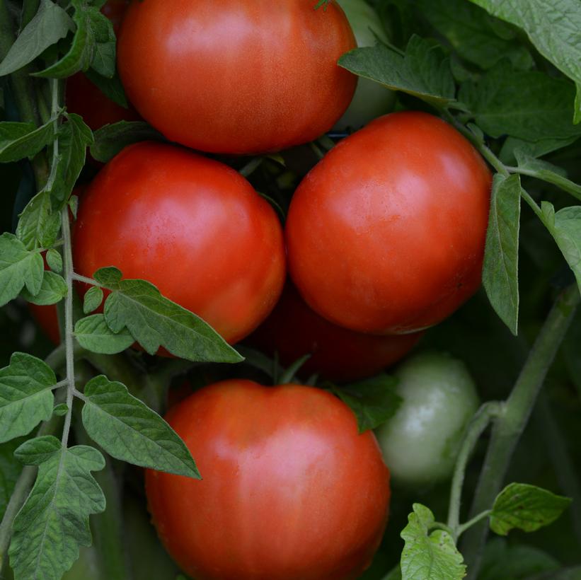 Tomato Heirloom Marriage™ Jersey Boy Heirloom Marriage Jersey Boy