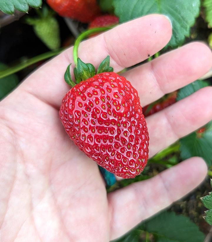 Strawberry Sweet Kiss™ Sweet Kiss Strawberry from Prides Corner Farms