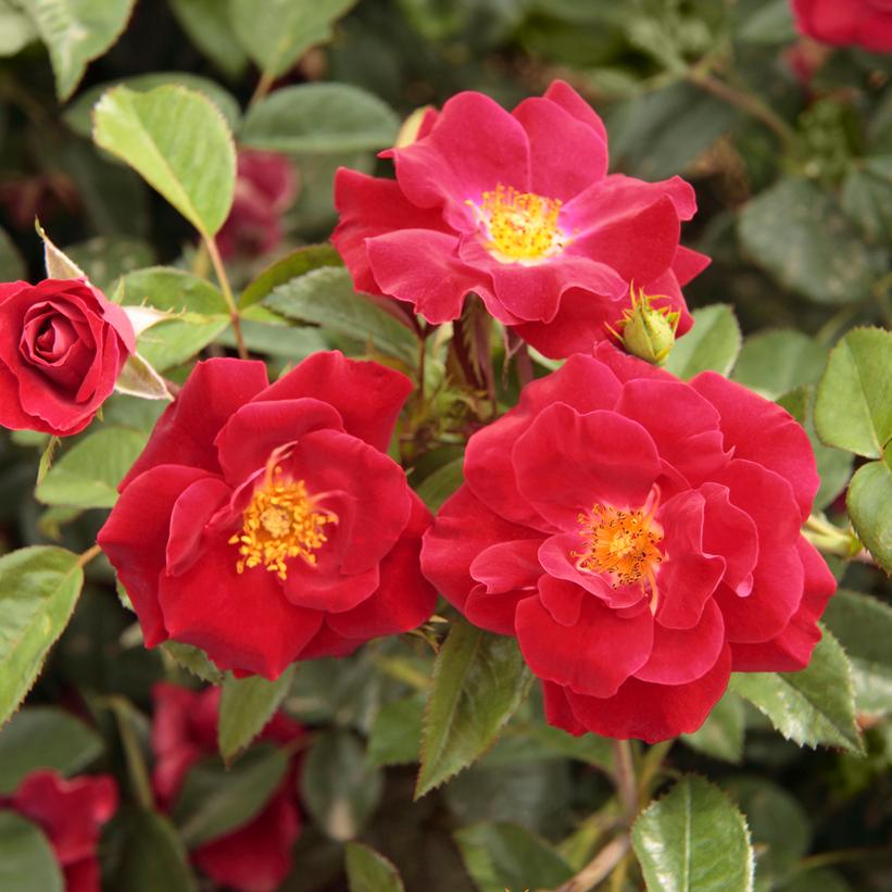 Rosa Thrive!® Thrive!® Shrub Rose from Prides Corner Farms