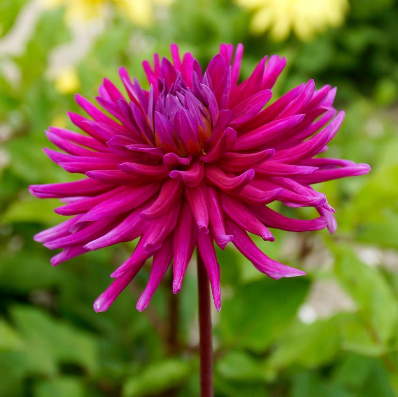 Dahlia ''Purple Gem'' Purple Gem Cactus Dahlia from Prides Corner Farms