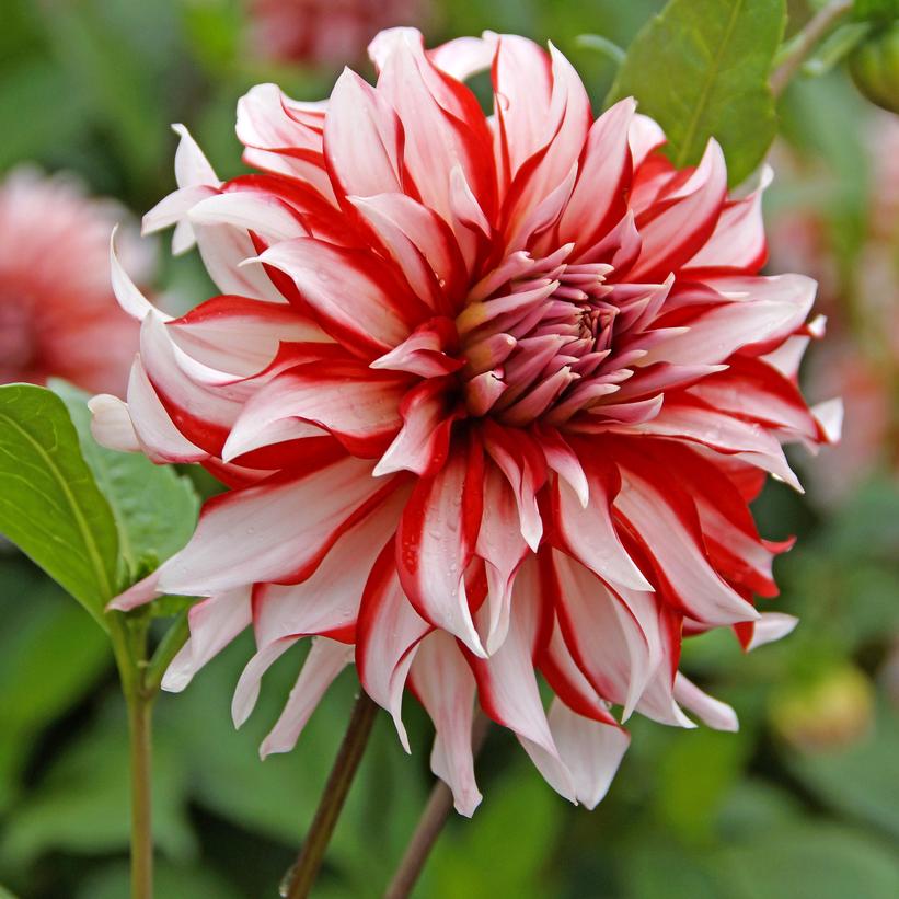 Dahlia Santa Claus Santa Claus Dinnerplate Dahlia from Prides Corner Farms