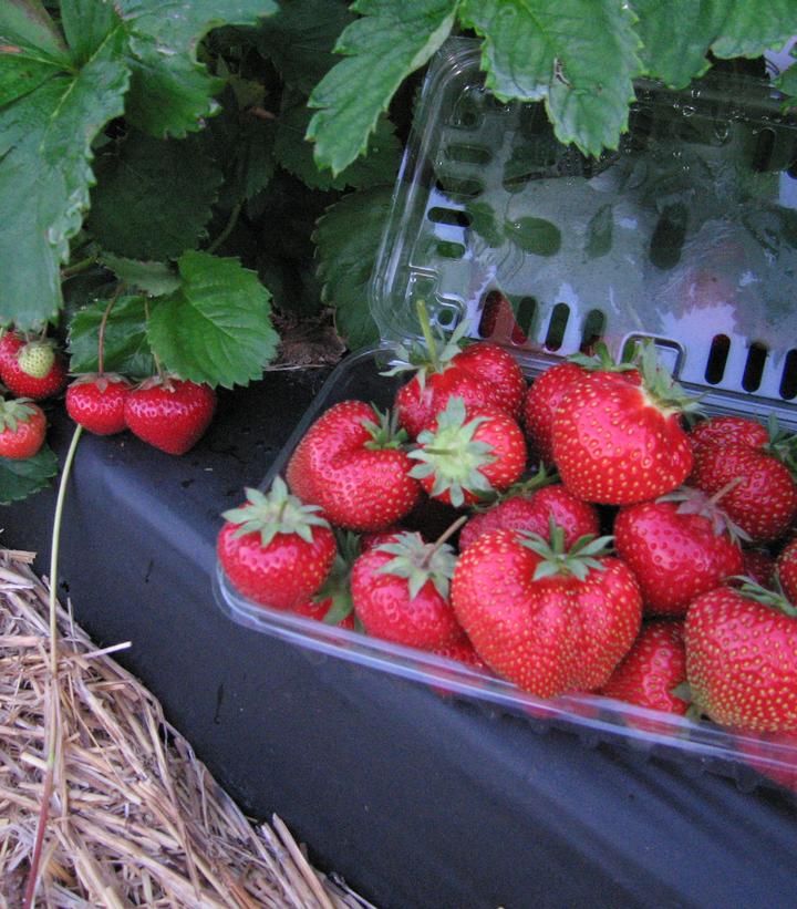 Strawberry Jewel Jewel Strawberry from Prides Corner Farms