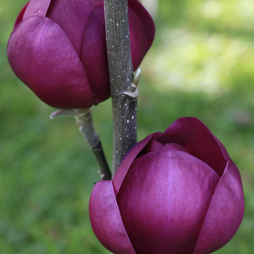 Magnolia Black Tulip Black Tulip Magnolia from Prides Corner Farms