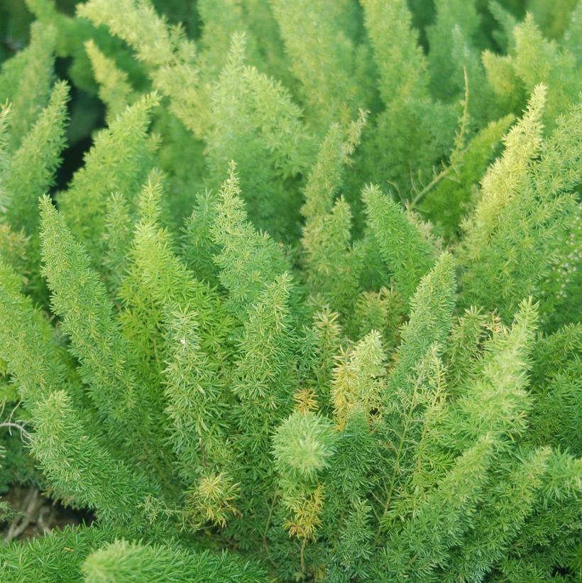 Asparagus densiflorus Foxtail Fern from Prides Corner Farms