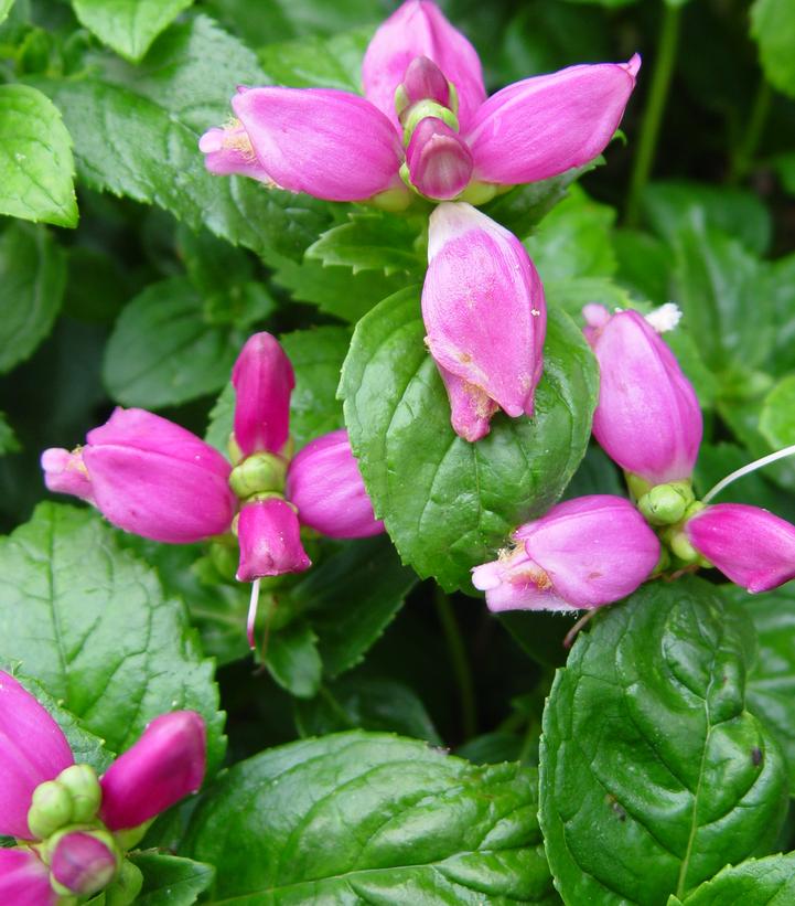 Chelone lyonii 'Hot Lips' Hot Lips Turtlehead from Prides Corner Farms