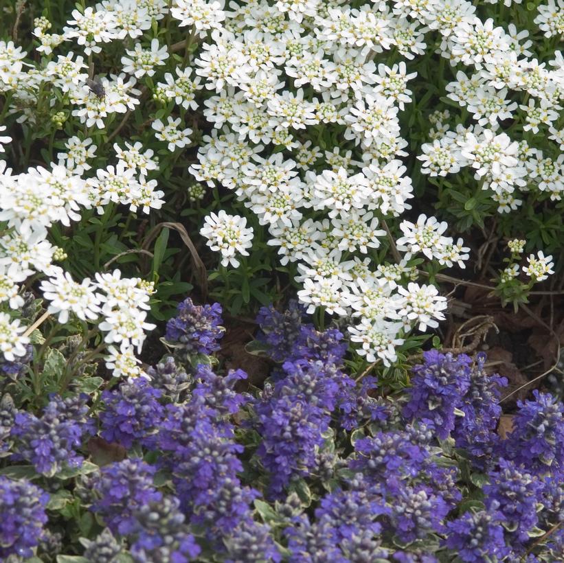 Iberis sempervirens Alexander's White Alexander's White Candytuft from