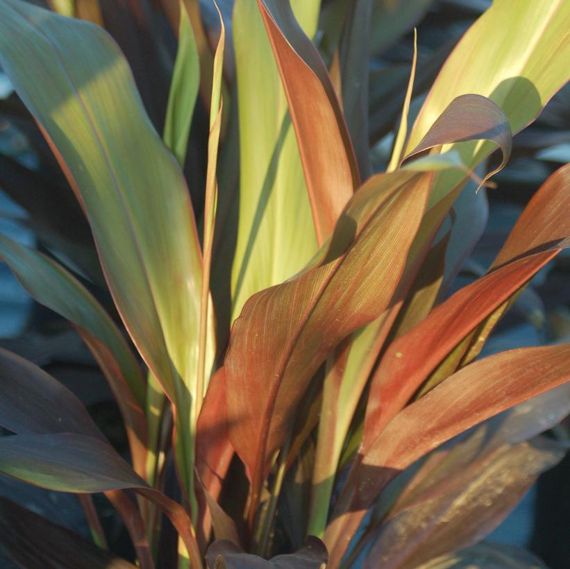 Cordyline 'Black Magic' Black Magic Cordyline from Prides Corner Farms